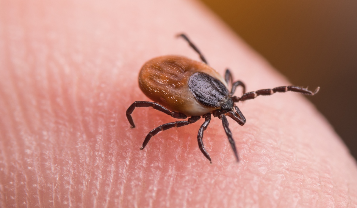 Oamenii de știință francezi au elucidat un mecanism crucial prin care căpușele transmit agenți patogeni responsabili de boli grave, deschizând calea pentru noi strategii de prevenție și tratament