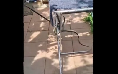 Șarpe de doi metri, găsit în casa unei femei din Galați: Alertă 112