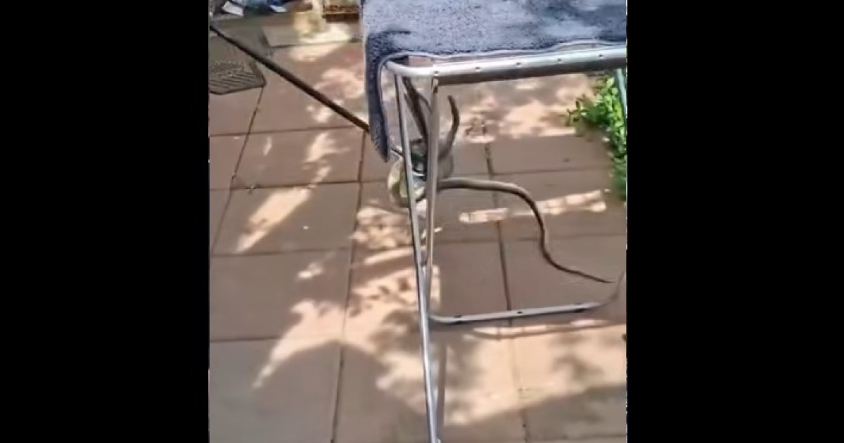 Șarpe de doi metri, găsit în casa unei femei din Galați: Alertă 112