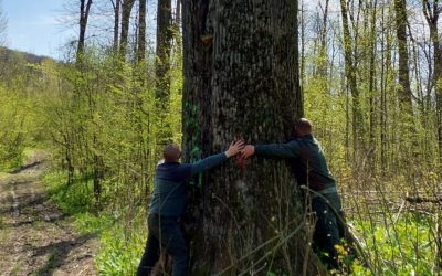 Diana Buzoianu salvează copacii seculari de lângă Iași: „Vor fi lăsați pentru biodiversitate”