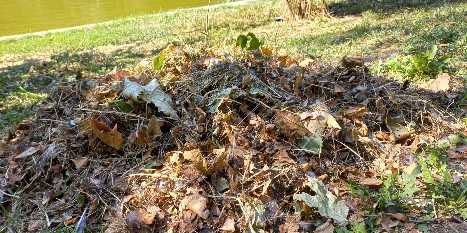 București – O clinică stomatologică din Capitală a fost amendată cu 70.000 de lei după ce angajații acesteia au aruncat deșeuri medicale în Parcul Cișmigiu, conform unei informări a Poliției Locale a Municipiului București