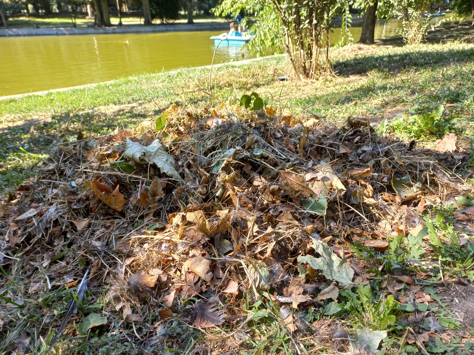 București – O clinică stomatologică din Capitală a fost amendată cu 70.000 de lei după ce angajații acesteia au aruncat deșeuri medicale în Parcul Cișmigiu, conform unei informări a Poliției Locale a Municipiului București
