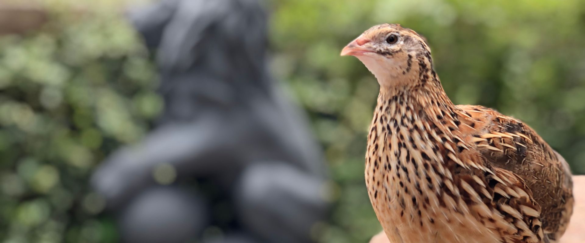 Ce riscă păsările care investesc mult în pui? Studiu ȘOC