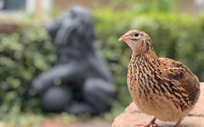 Ce riscă păsările care investesc mult în pui? Studiu ȘOC