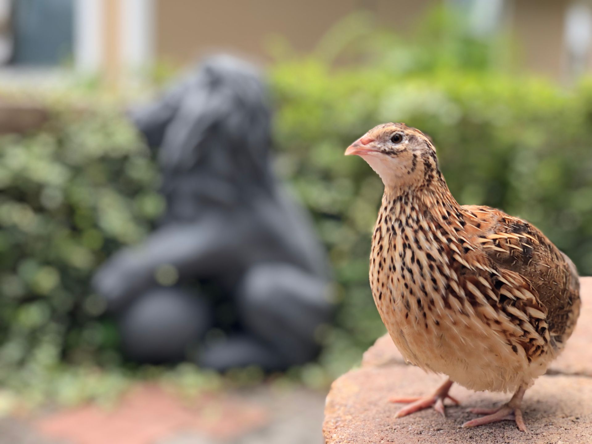 Ce riscă păsările care investesc mult în pui? Studiu ȘOC