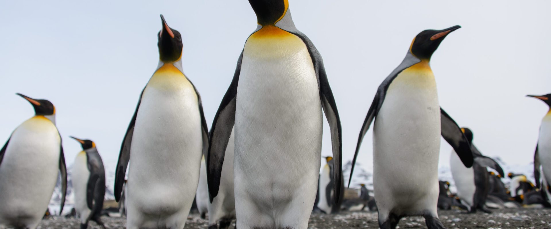 Pinguinii Imperiali, în pragul extincției: Specia intră pe lista roșie