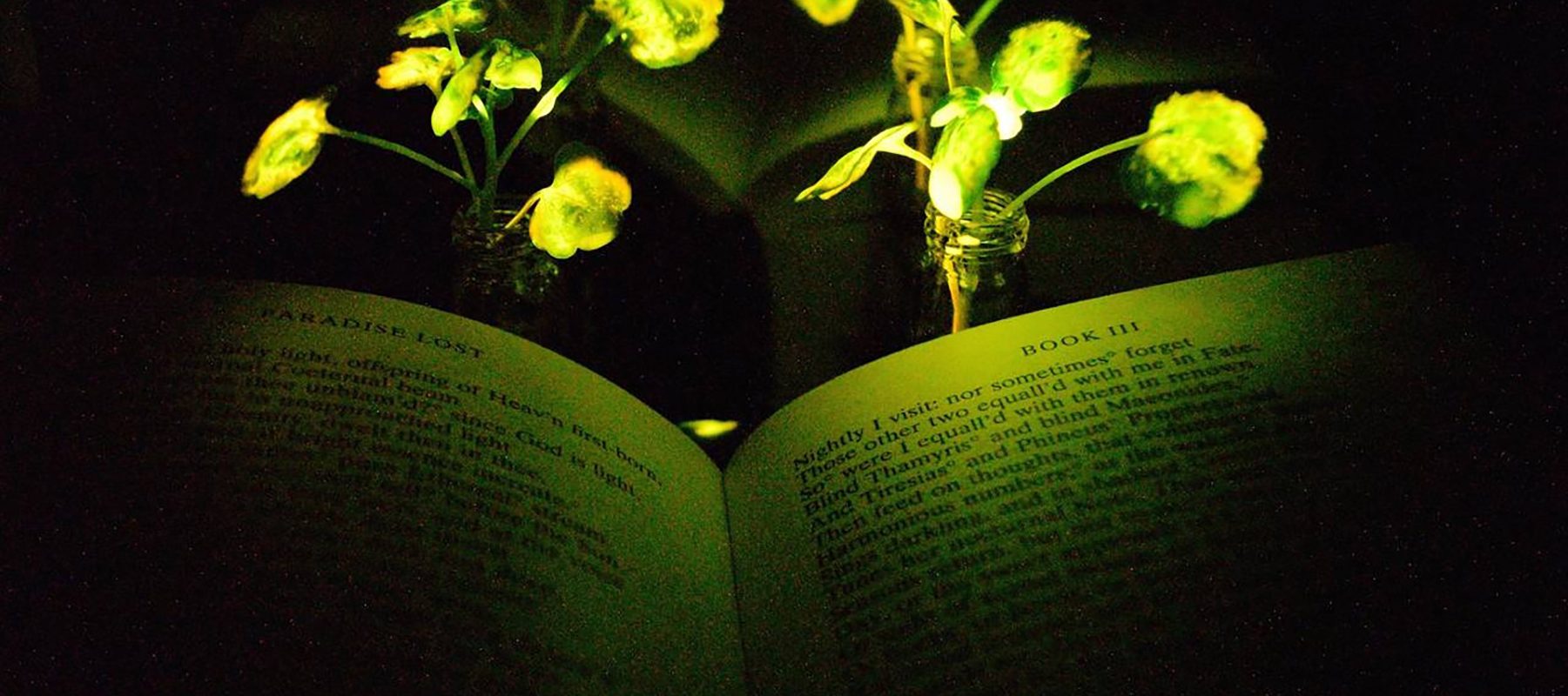 Plante luminoase, alternative la iluminatul stradal: Studiu revoluționar