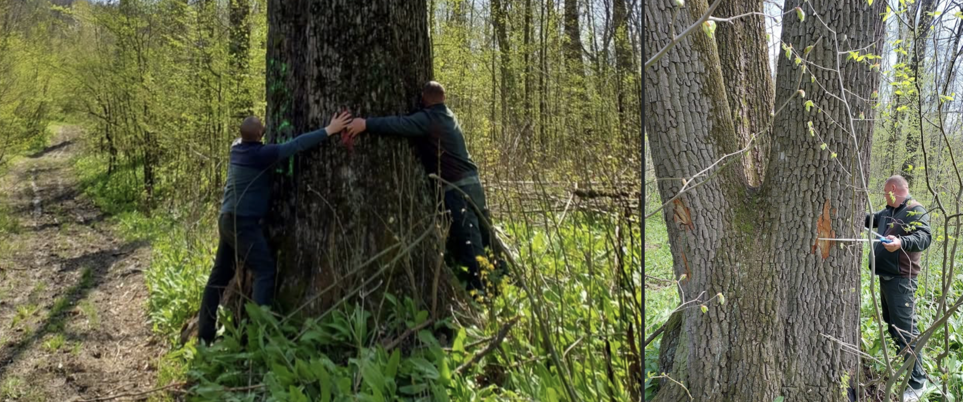 Ministrul Mediului: Arborii seculari de lângă Iași, salvați de la tăiere (FOTO)