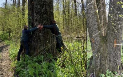 Ministrul Mediului: Arborii seculari de lângă Iași, salvați de la tăiere (FOTO)