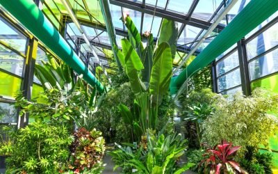 Program de Paște la Serele Exotice din Parcul Drumul Taberei: Ce poți vizita