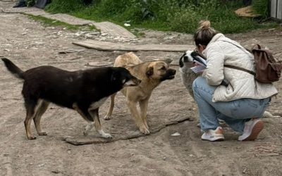 Ilfov: Sterilizări GRATUITE pentru câini în încă două localități