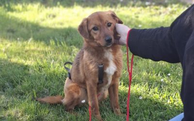 Ilfov: Sterilizări gratuite pentru câinii cu stăpân. Localitățile unde se fac campaniile