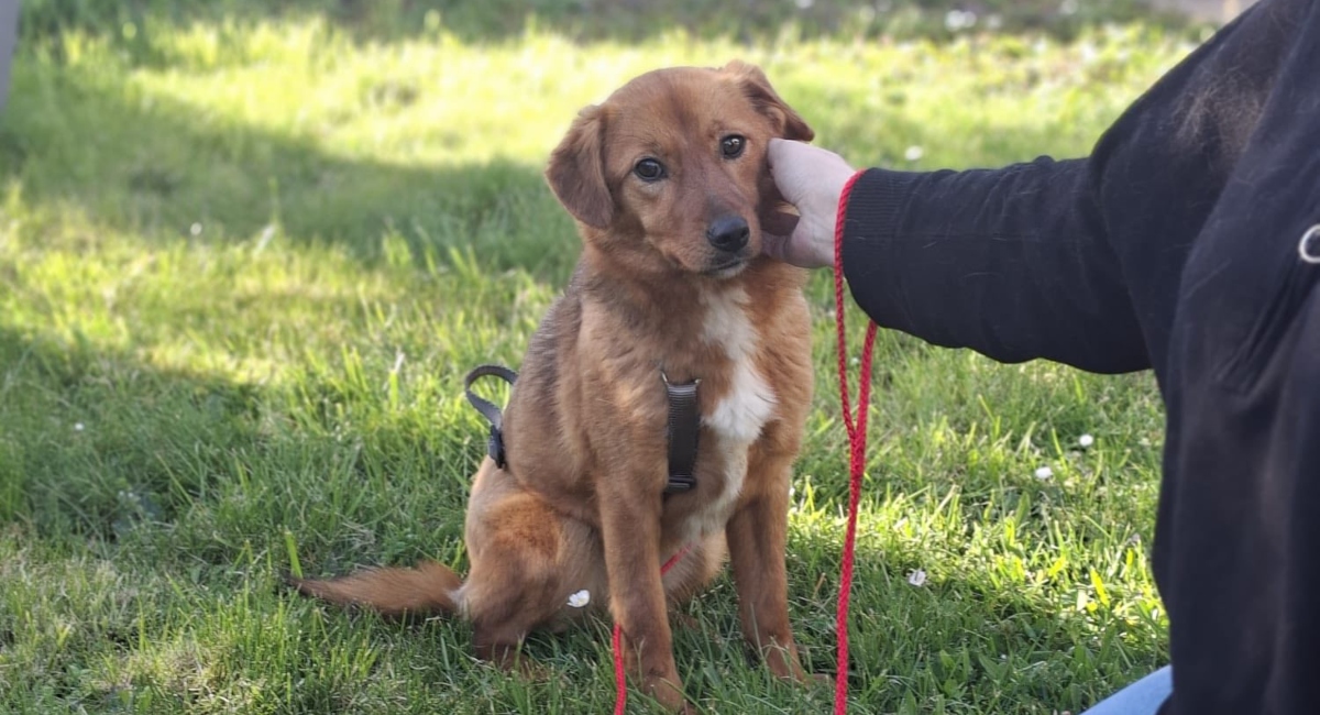 Ilfov: Sterilizări gratuite pentru câinii cu stăpân. Localitățile unde se fac campaniile