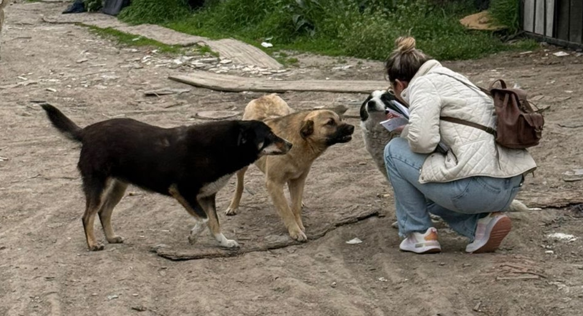 Ilfov: Sterilizări GRATUITE pentru câini în încă două localități