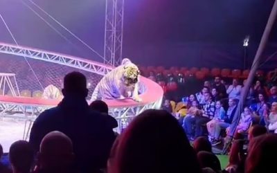 Un tigru a sărit în mijlocul spectatorilor la un circ din Rusia. „Copiii țipau, adulții fugeau panicați”