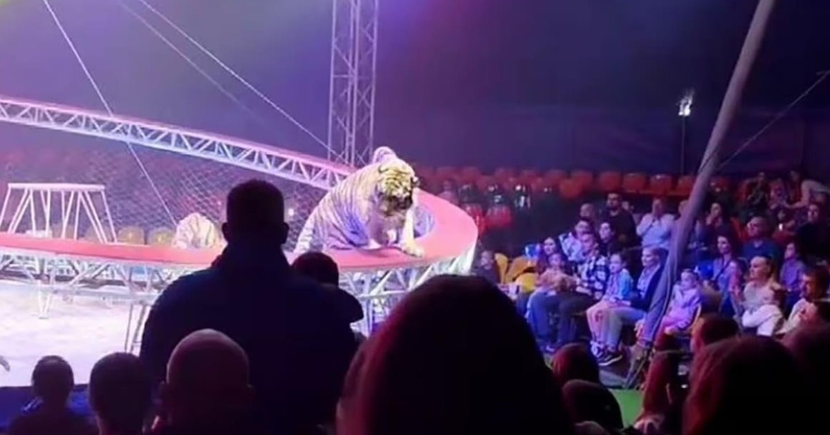 Un tigru a sărit în mijlocul spectatorilor la un circ din Rusia. „Copiii țipau, adulții fugeau panicați”