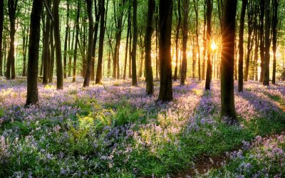 Ce se întâmplă cu vremea după valul de răcire de la început de aprilie. Prognoza pentru următoarele patru săptămâni