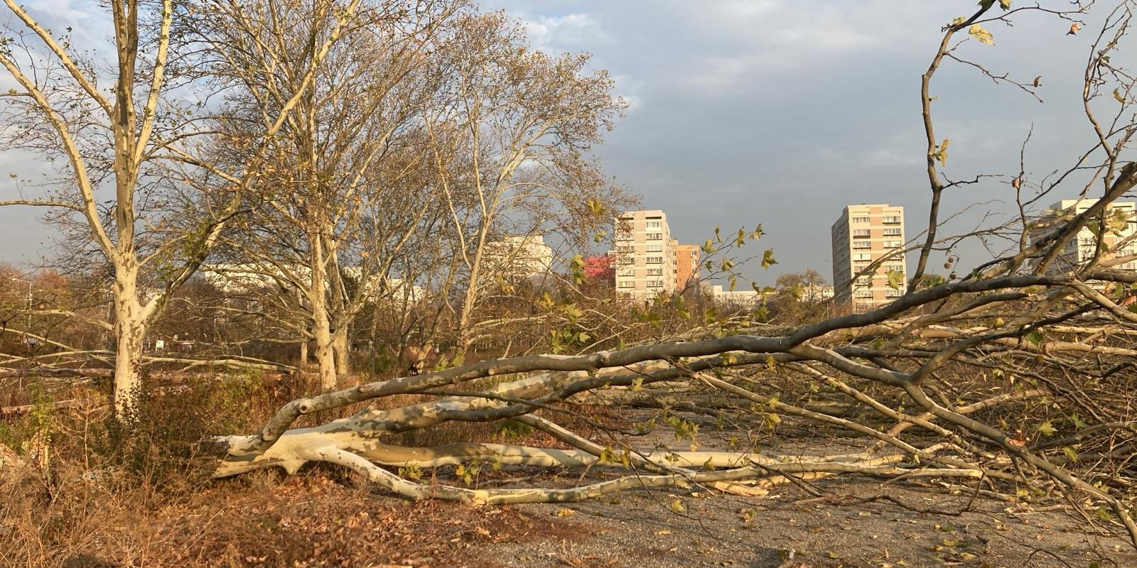 Diana Buzoianu lovește tăierile ilegale: Ordonanța anti-arbori, pe masa Guvernului