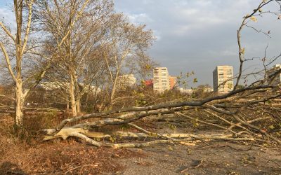 Diana Buzoianu lovește tăierile ilegale: Ordonanța anti-arbori, pe masa Guvernului