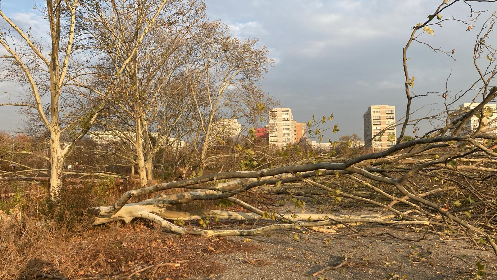 Diana Buzoianu lovește tăierile ilegale: Ordonanța anti-arbori, pe masa Guvernului