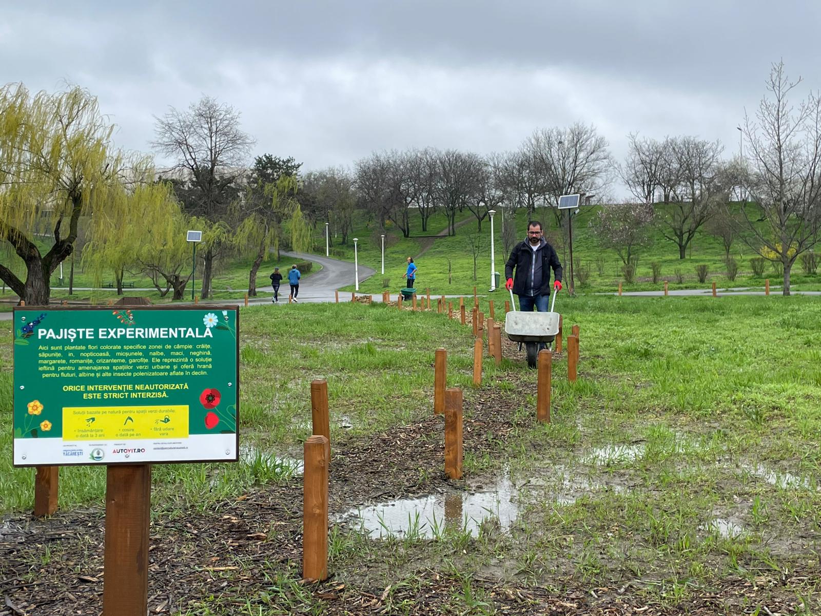 În inima Parcului Tineretului, o mână de voluntari a sfidat prognoza meteo sumbră pentru a transforma două terenuri modeste în „pajiști urbane”, o inițiativă menită să îmbunătățească viața locuitorilor și a faunei