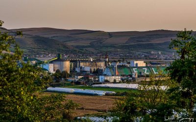 Afacerile lui Zahăr Luduș pe 2023: Ce succes a avut fabrica românească?