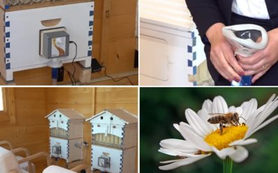 Apiteraia, secretul stupilor: În ce județe din România te vindeci prin aer