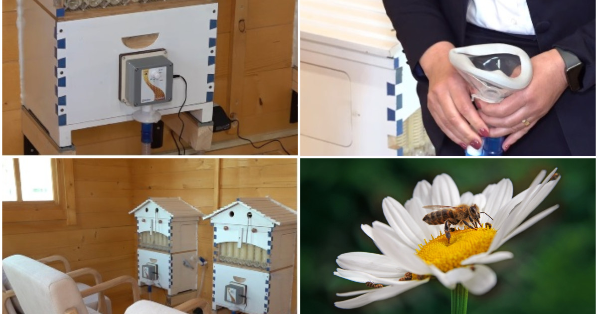 Apiteraia, secretul stupilor: În ce județe din România te vindeci prin aer