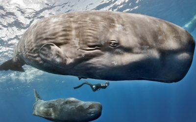 Cașaloții vorbesc: Cercetătorii au descoperit un „alfabet” subacvatic!