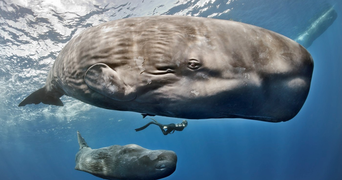 Cașaloții vorbesc: Cercetătorii au descoperit un „alfabet” subacvatic!