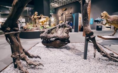 Record GUINNESS: S-a găsit cel mai mic ou de dinozaur din lume