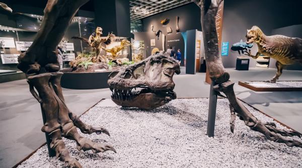 Record GUINNESS: S-a găsit cel mai mic ou de dinozaur din lume