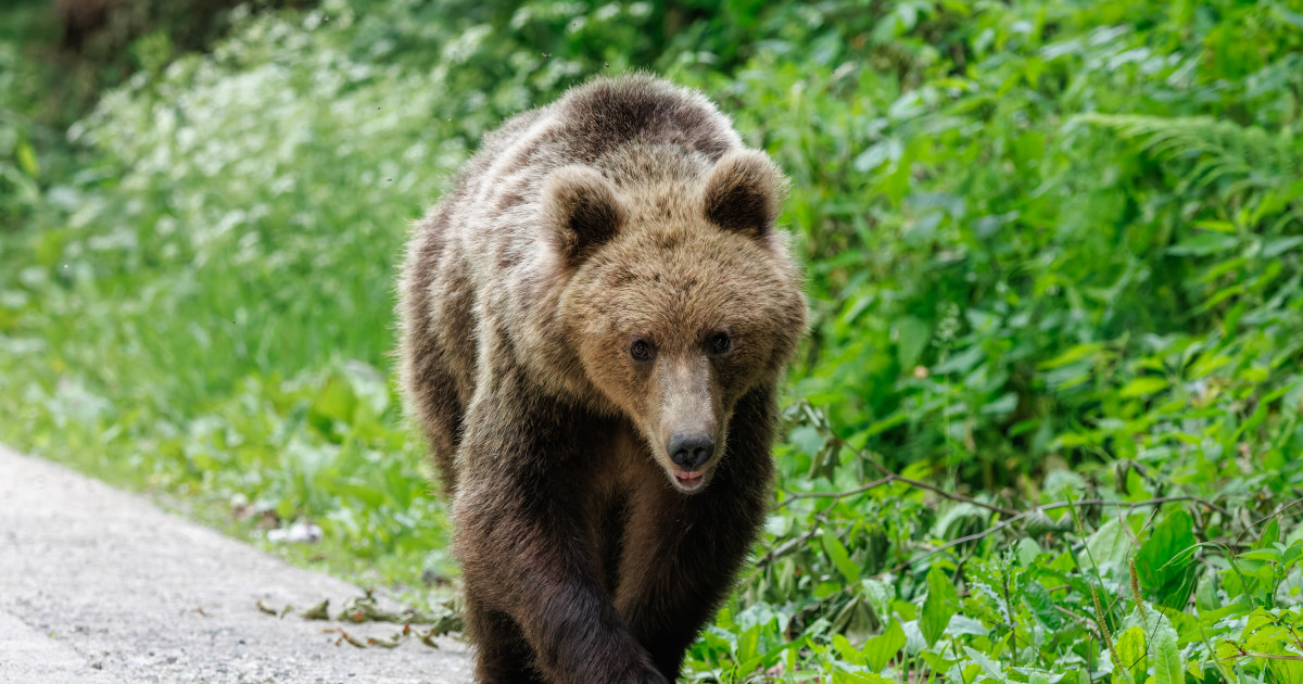 Urs împușcat ilegal la Brașov: Doi bărbați reținuți. Arma avea termoviziune