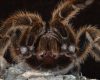 Mecanic german, șocat: Zeci de tarantule într-un tren! Ce a urmat