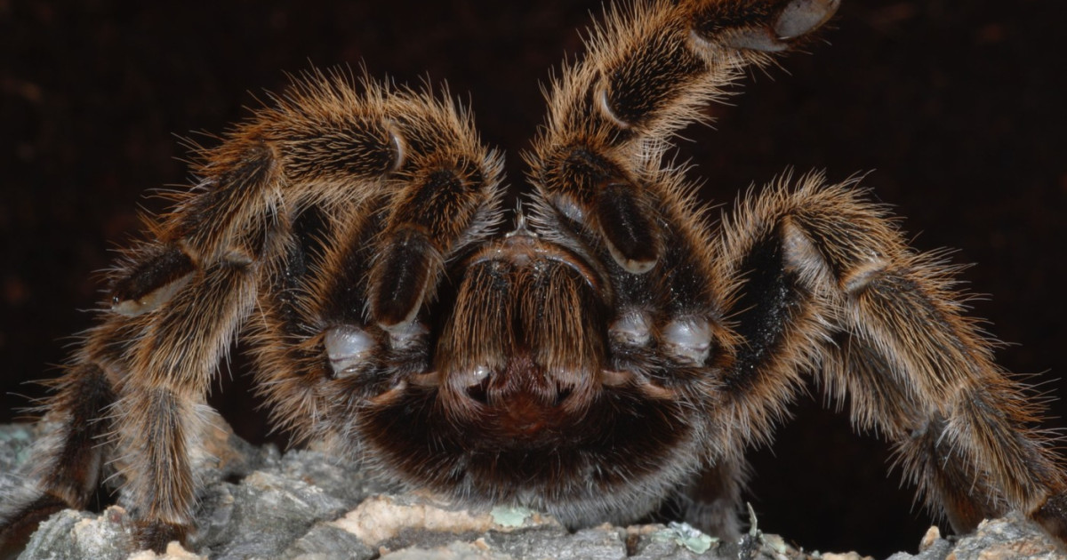 Mecanic german, șocat: Zeci de tarantule într-un tren! Ce a urmat