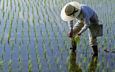 Lipsa combustibilului din Iran lovește: Producția de orez din Asia, în pericol