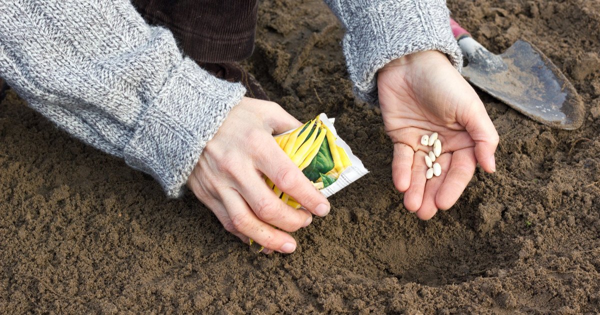 România, lider mondial la autosuficiență alimentară: Poate hrăni țara din resurse proprii?