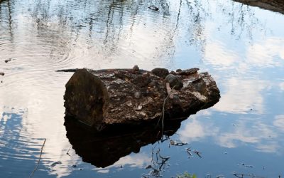 Oamenii din urmă cu 780.000 de ani aprindeau focul cu lemne aduse de apă