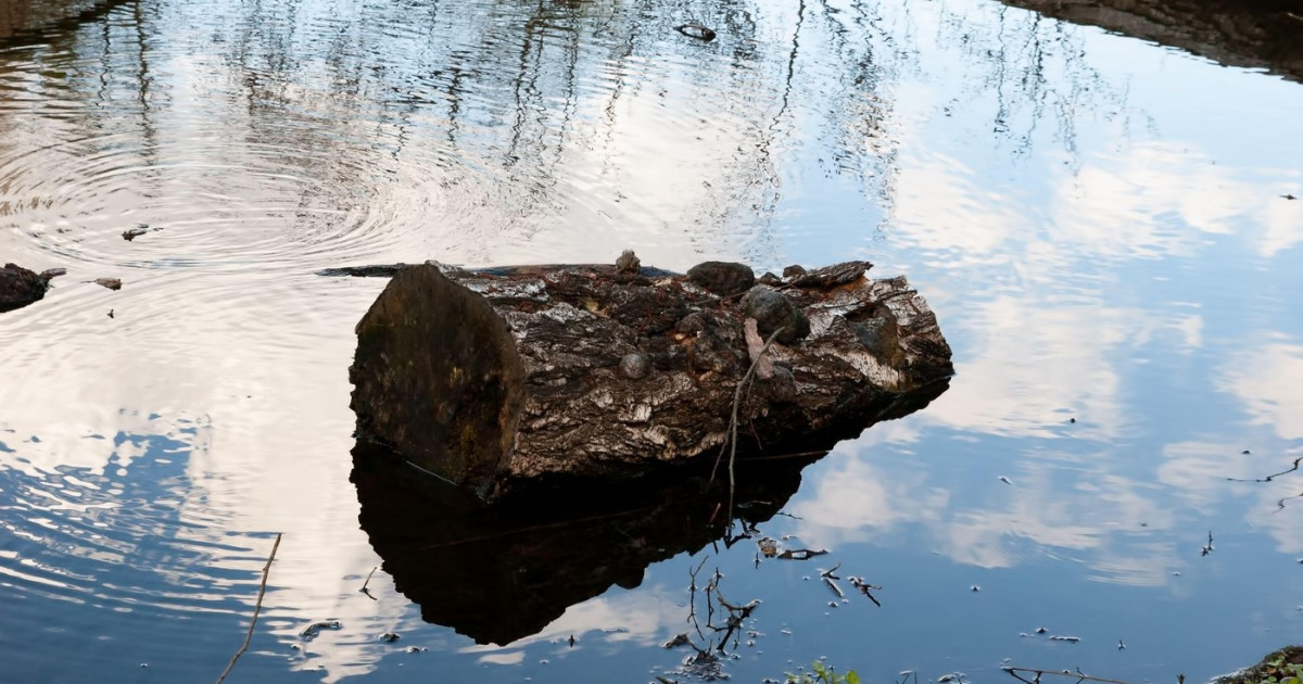 Oamenii din urmă cu 780.000 de ani aprindeau focul cu lemne aduse de apă