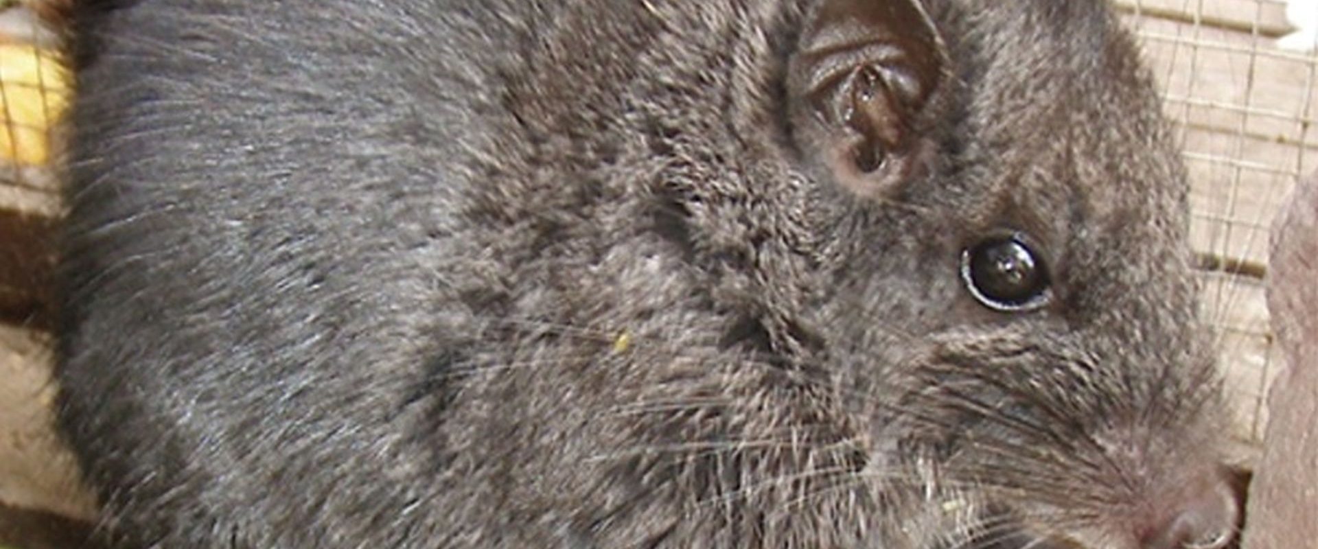 Rozătoare crezute dispărute, găsite în junglă după 11 milioane de ani