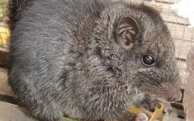 Rozătoare crezute dispărute, găsite în junglă după 11 milioane de ani