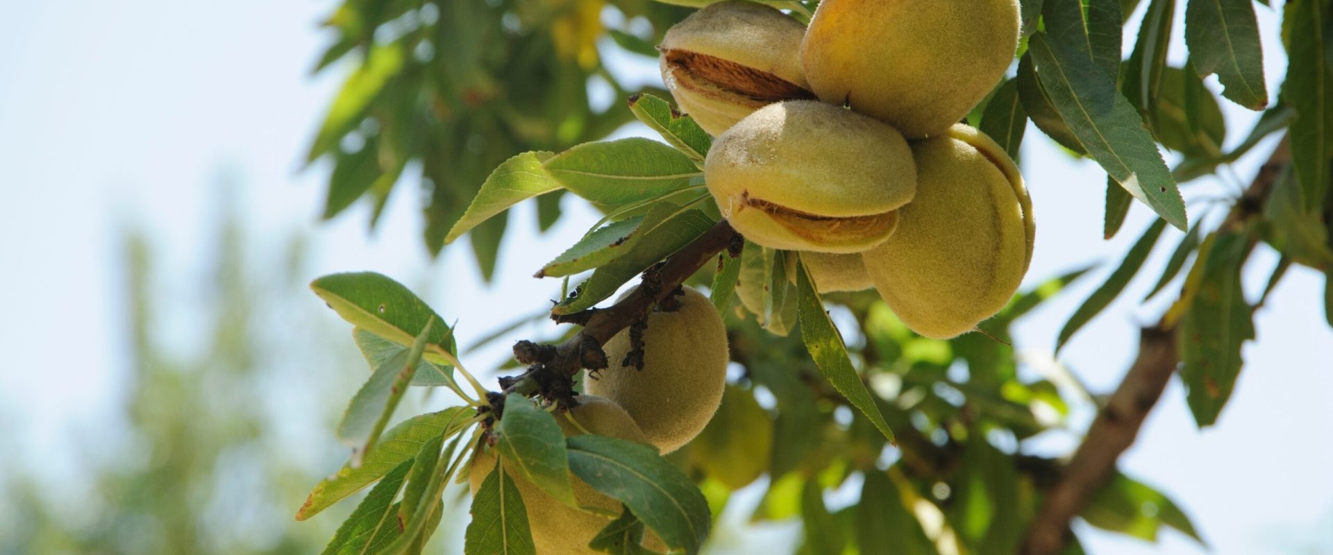 7 alimente vitale pentru o viață sănătoasă: Mănâncă-le chiar de azi