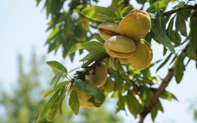 7 alimente vitale pentru o viață sănătoasă: Mănâncă-le chiar de azi