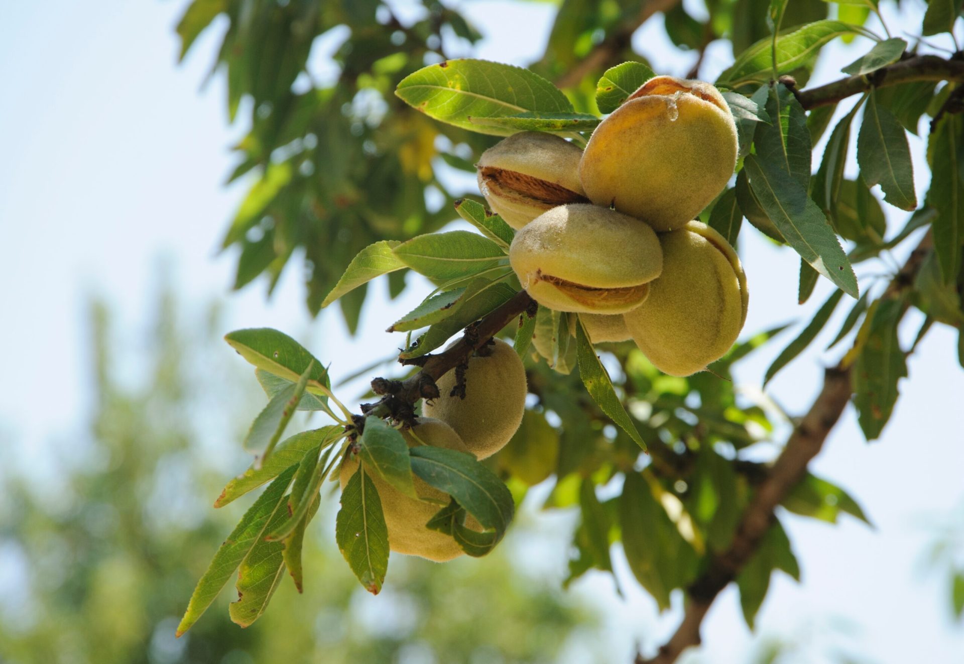 Opțiunile alimentare sunt mai variate ca niciodată, însă alegerea celor mai nutritive alimente poate deveni o adevărată provocare