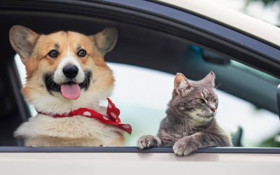 Amenzi de 4000 de lei pentru șoferii care își transportă animalele pe scaunul din față