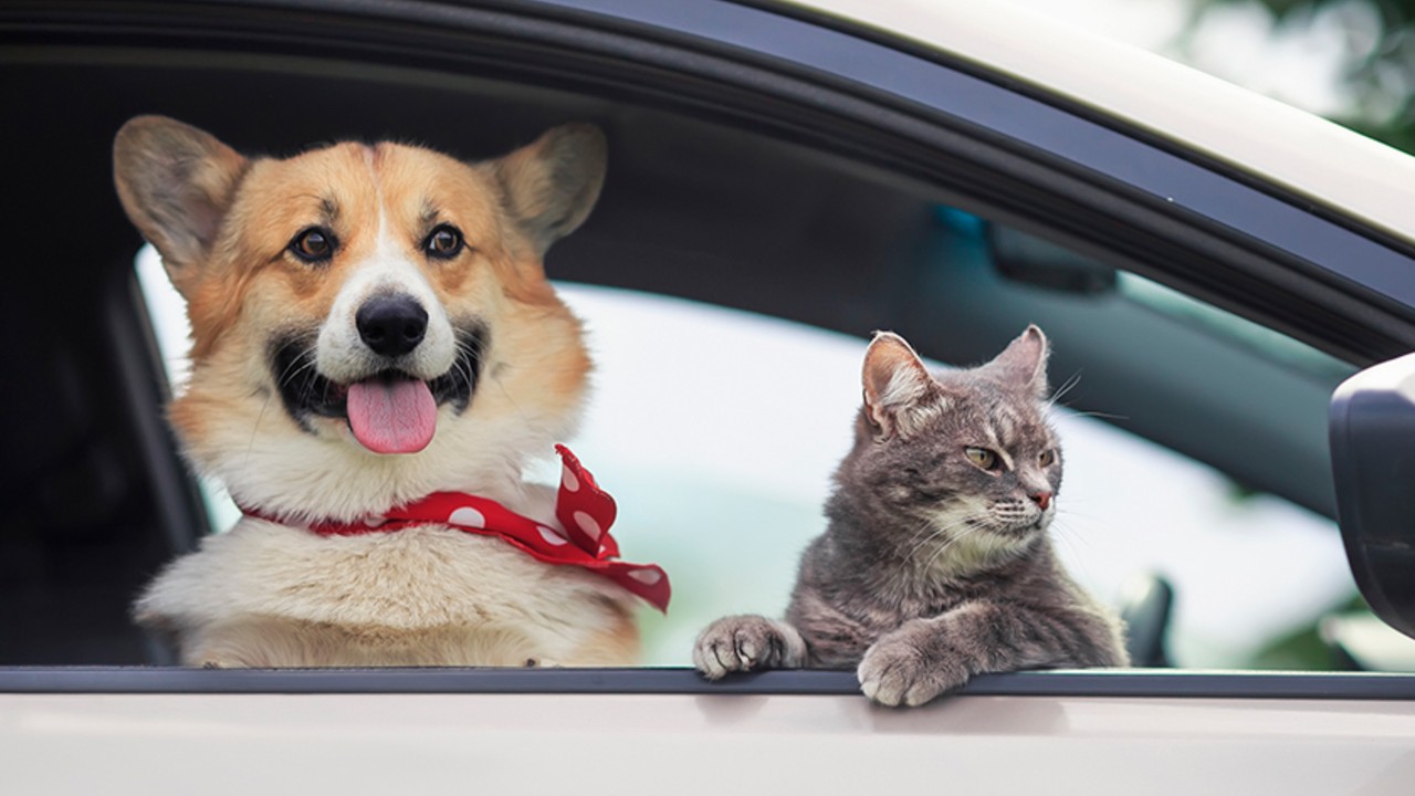 Amenzi de 4000 de lei pentru șoferii care își transportă animalele pe scaunul din față