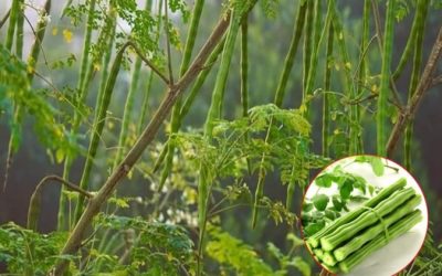 Alternative naturale: Soluții chimice, înlocuite cu succes