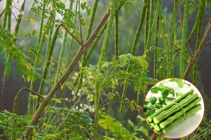 Alternative naturale: Soluții chimice, înlocuite cu succes