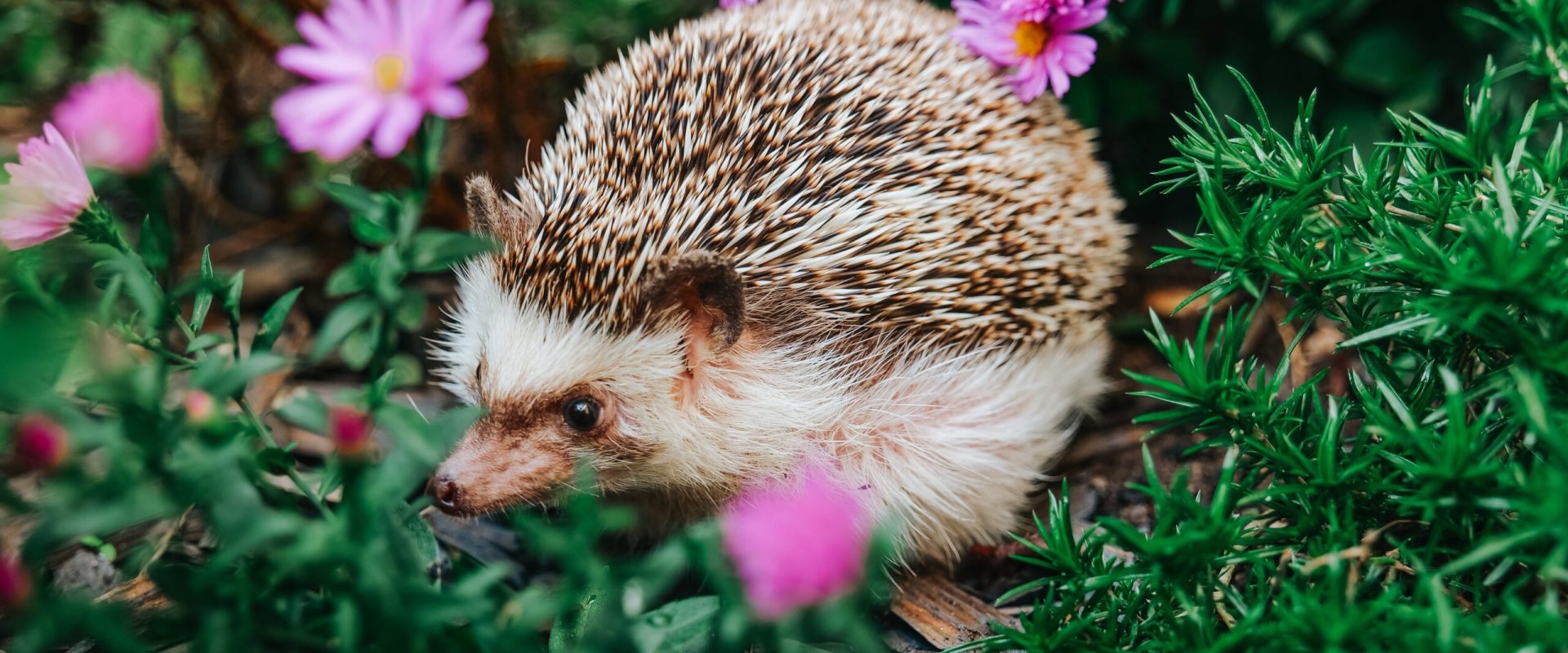 De ce aricii sunt mai importanți decât credeai: Rolul lor ascuns