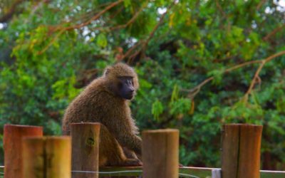 Maimuță, hoț în bucătărie: Reacția ȘOC a unei femei din România